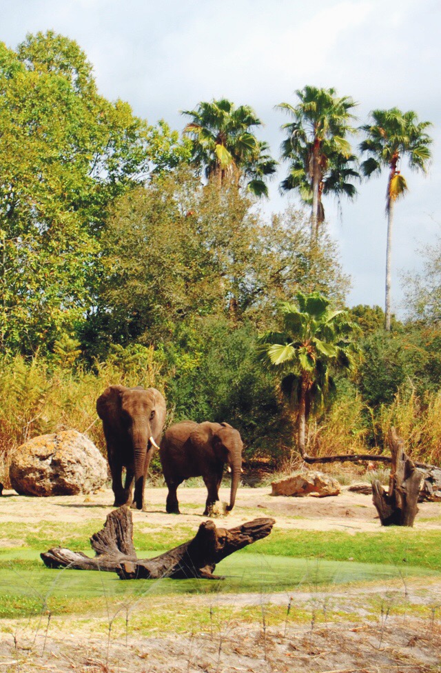 elephants-animal-kingdom