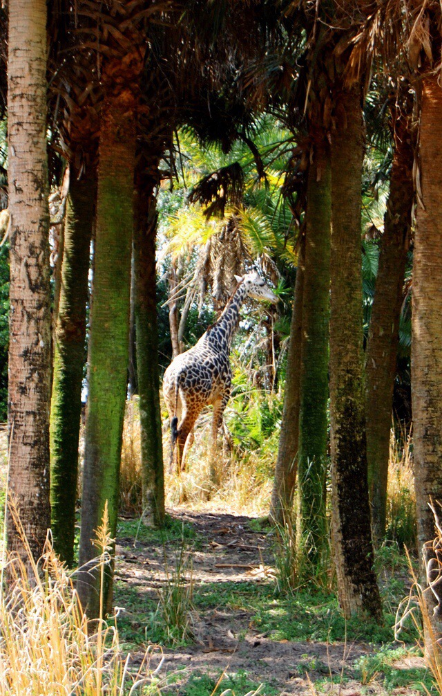 animal-kingdom-giraffe