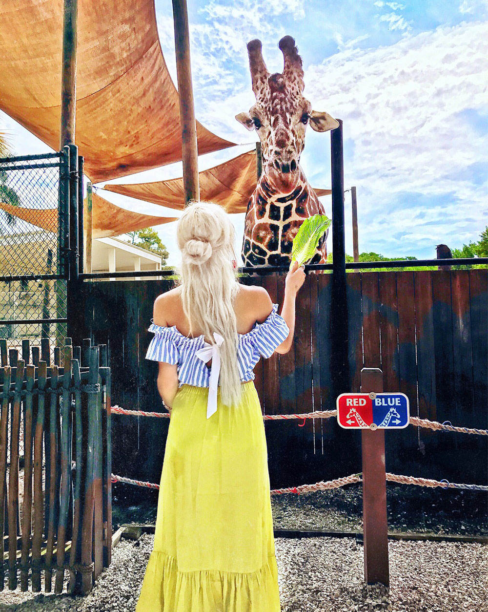 naples zoo giraffe feeding