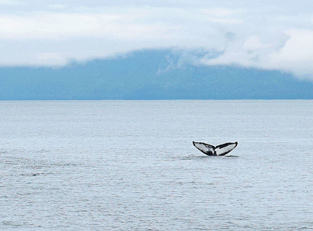 alaskan cruise humpback whale watching