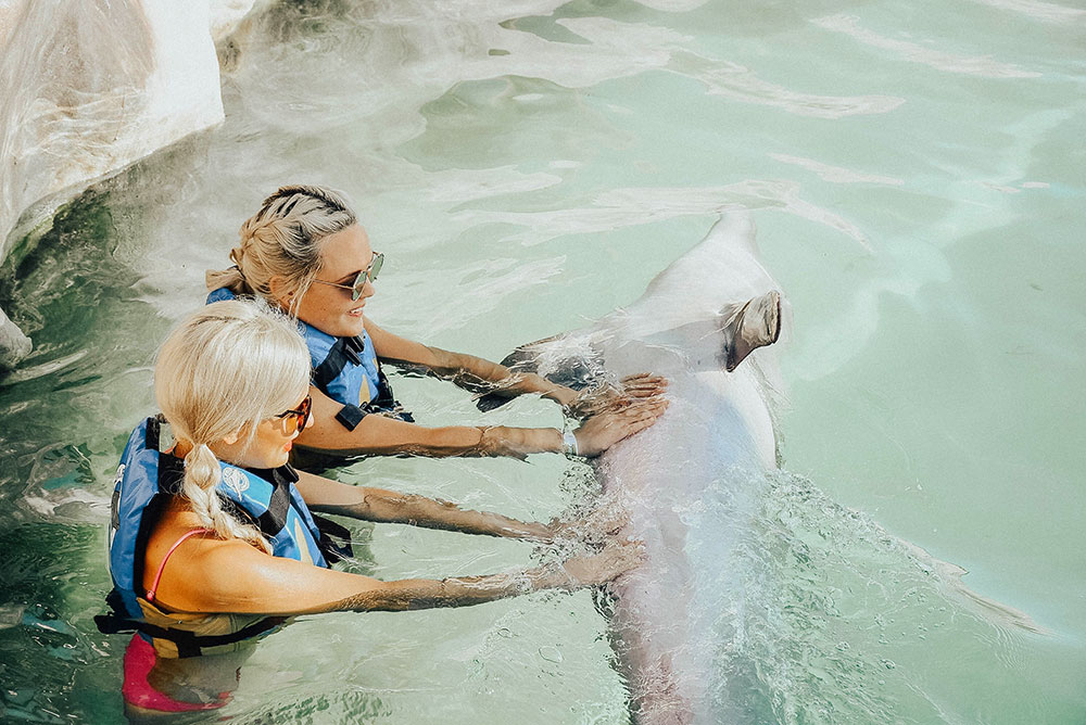 costa maya swim with dolphins