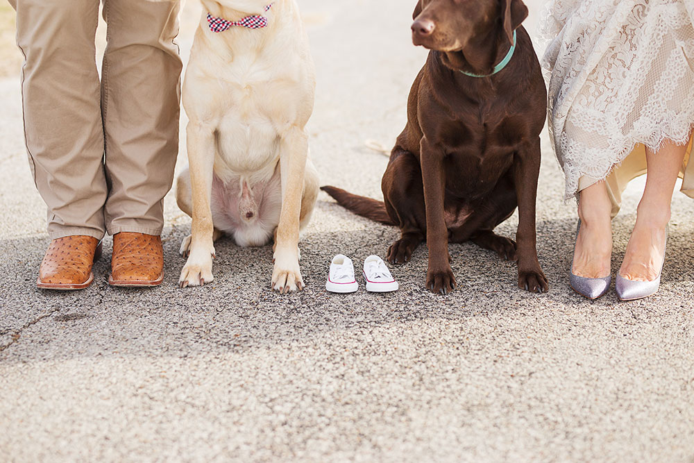 pregnancy announcement with dogs