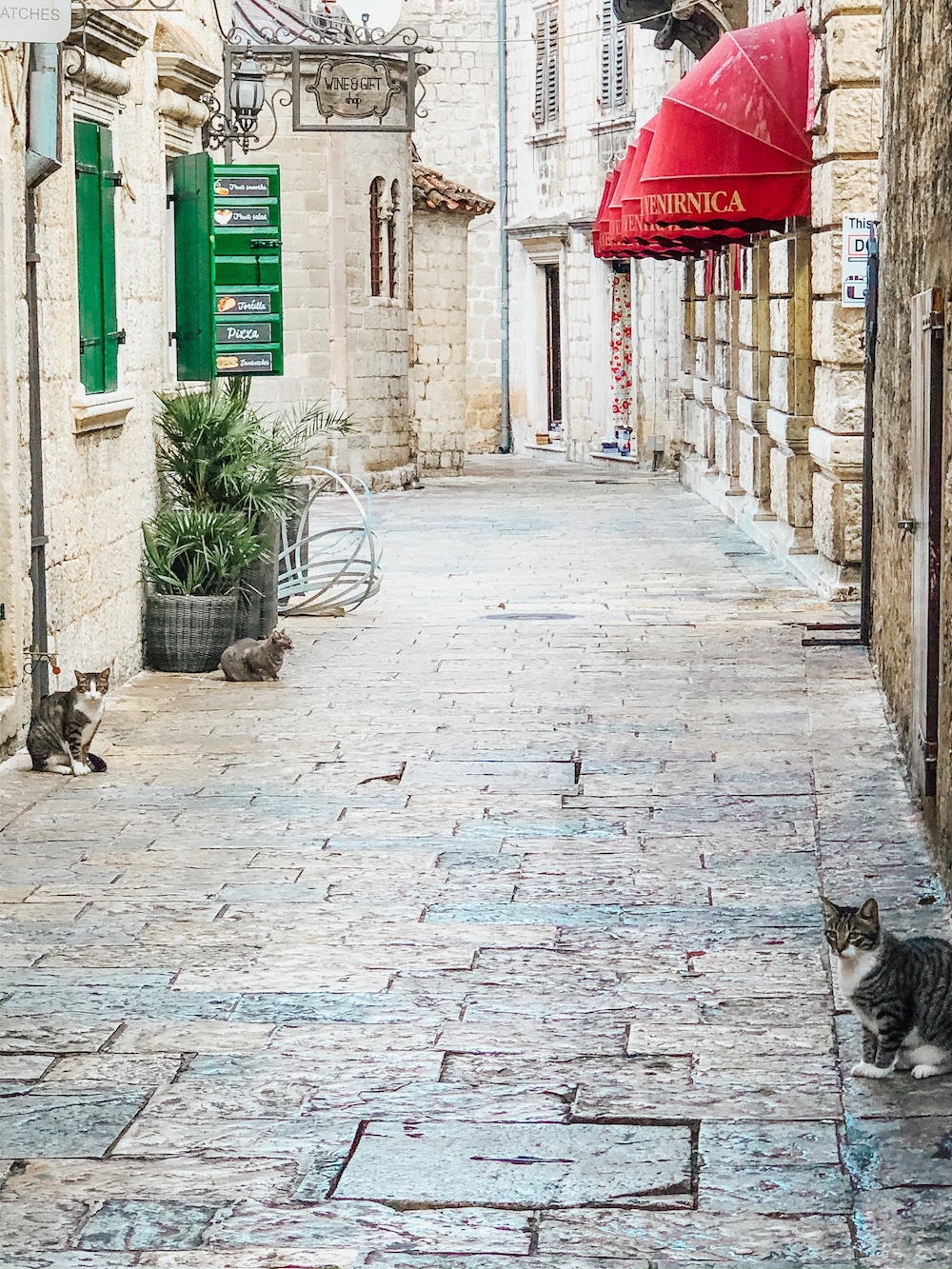 things to do in kotor montenegro - see the cats of montenegro